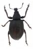 Liophloeus tessulatus